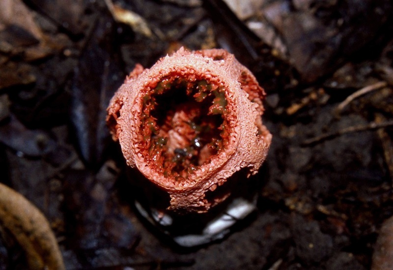 Clathrus ruber